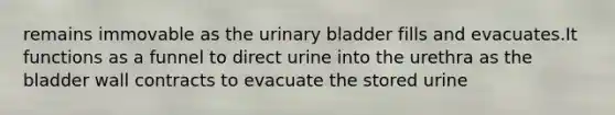 remains immovable as the urinary bladder fills and evacuates.It functions as a funnel to direct urine into the urethra as the bladder wall contracts to evacuate the stored urine