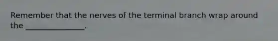 Remember that the nerves of the terminal branch wrap around the _______________.