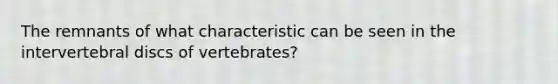 The remnants of what characteristic can be seen in the intervertebral discs of vertebrates?