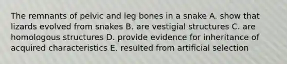 The remnants of pelvic and leg bones in a snake A. show that lizards evolved from snakes B. are vestigial structures C. are homologous structures D. provide evidence for inheritance of acquired characteristics E. resulted from artificial selection