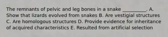 The remnants of pelvic and leg bones in a snake __________. A. Show that lizards evolved from snakes B. Are vestigial structures C. Are homologous structures D. Provide evidence for inheritance of acquired characteristics E. Resulted from artificial selection