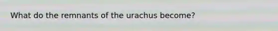 What do the remnants of the urachus become?