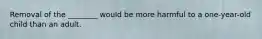 Removal of the ________ would be more harmful to a one-year-old child than an adult.
