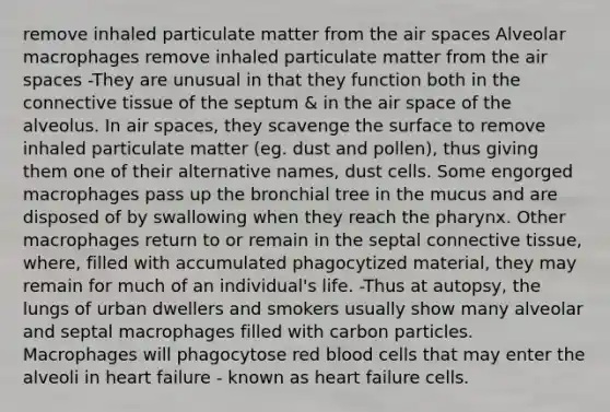 remove inhaled particulate matter from the air spaces Alveolar macrophages remove inhaled particulate matter from the air spaces -They are unusual in that they function both in the connective tissue of the septum & in the air space of the alveolus. In air spaces, they scavenge the surface to remove inhaled particulate matter (eg. dust and pollen), thus giving them one of their alternative names, dust cells. Some engorged macrophages pass up the bronchial tree in the mucus and are disposed of by swallowing when they reach the pharynx. Other macrophages return to or remain in the septal connective tissue, where, filled with accumulated phagocytized material, they may remain for much of an individual's life. -Thus at autopsy, the lungs of urban dwellers and smokers usually show many alveolar and septal macrophages filled with carbon particles. Macrophages will phagocytose red blood cells that may enter the alveoli in heart failure - known as heart failure cells.