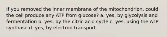 If you removed the inner membrane of the mitochondrion, could the cell produce any ATP from glucose? a. yes, by glycolysis and fermentation b. yes, by the citric acid cycle c. yes, using the ATP synthase d. yes, by electron transport