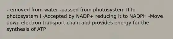 -removed from water -passed from photosystem II to photosystem I -Accepted by NADP+ reducing it to NADPH -Move down electron transport chain and provides energy for the synthesis of ATP