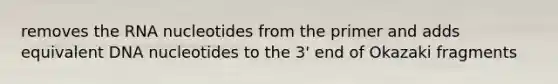 removes the RNA nucleotides from the primer and adds equivalent DNA nucleotides to the 3' end of Okazaki fragments