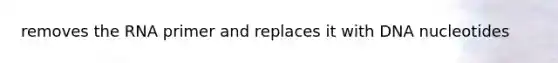 removes the RNA primer and replaces it with DNA nucleotides