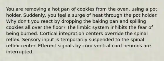 You are removing a hot pan of cookies from the oven, using a pot holder. Suddenly, you feel a surge of heat through the pot holder. Why don't you react by dropping the baking pan and spilling cookies all over the floor? The limbic system inhibits the fear of being burned. Cortical integration centers override the spinal reflex. Sensory input is temporarily suspended to the spinal reflex center. Efferent signals by cord ventral cord neurons are interrupted.