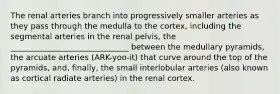 The renal arteries branch into progressively smaller arteries as they pass through the medulla to the cortex, including the segmental arteries in the renal pelvis, the ______________________________ between the medullary pyramids, the arcuate arteries (ARK-yoo-it) that curve around the top of the pyramids, and, finally, the small interlobular arteries (also known as cortical radiate arteries) in the renal cortex.