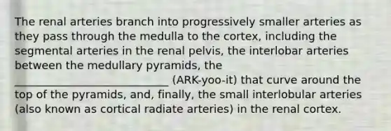 The renal arteries branch into progressively smaller arteries as they pass through the medulla to the cortex, including the segmental arteries in the renal pelvis, the interlobar arteries between the medullary pyramids, the ____________________________ (ARK-yoo-it) that curve around the top of the pyramids, and, finally, the small interlobular arteries (also known as cortical radiate arteries) in the renal cortex.