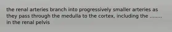 the renal arteries branch into progressively smaller arteries as they pass through the medulla to the cortex, including the ........ in the renal pelvis