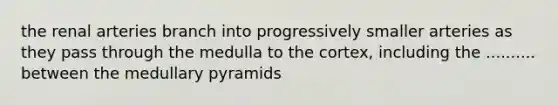 the renal arteries branch into progressively smaller arteries as they pass through the medulla to the cortex, including the .......... between the medullary pyramids