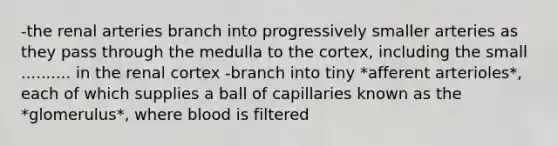 -the renal arteries branch into progressively smaller arteries as they pass through the medulla to the cortex, including the small .......... in the renal cortex -branch into tiny *afferent arterioles*, each of which supplies a ball of capillaries known as the *glomerulus*, where blood is filtered