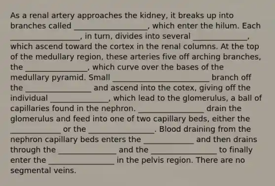 As a renal artery approaches the kidney, it breaks up into branches called ___________________, which enter the hilum. Each __________________, in turn, divides into several ______________, which ascend toward the cortex in the renal columns. At the top of the medullary region, these arteries five off arching branches, the ________________, which curve over the bases of the medullary pyramid. Small _________________________ branch off the _________________ and ascend into the cotex, giving off the individual _______________, which lead to the glomerulus, a ball of capillaries found in the nephron. _________________ drain the glomerulus and feed into one of two capillary beds, either the _____________ or the _________________. Blood draining from the nephron capillary beds enters the _____________ and then drains through the _______________ and the _________________ to finally enter the _________________ in the pelvis region. There are no segmental veins.