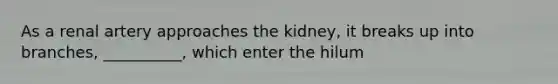 As a renal artery approaches the kidney, it breaks up into branches, __________, which enter the hilum