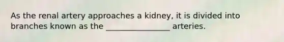 As the renal artery approaches a kidney, it is divided into branches known as the ________________ arteries.