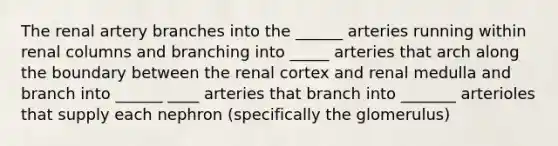 The renal artery branches into the ______ arteries running within renal columns and branching into _____ arteries that arch along the boundary between the renal cortex and renal medulla and branch into ______ ____ arteries that branch into _______ arterioles that supply each nephron (specifically the glomerulus)