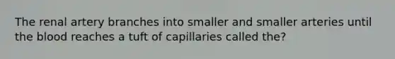 The renal artery branches into smaller and smaller arteries until the blood reaches a tuft of capillaries called the?