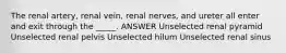 The renal artery, renal vein, renal nerves, and ureter all enter and exit through the _____. ANSWER Unselected renal pyramid Unselected renal pelvis Unselected hilum Unselected renal sinus