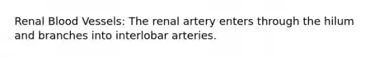 Renal <a href='https://www.questionai.com/knowledge/kZJ3mNKN7P-blood-vessels' class='anchor-knowledge'>blood vessels</a>: The renal artery enters through the hilum and branches into interlobar arteries.