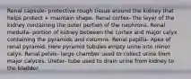 Renal capsule- protective rough tissue around the kidney that helps protect + maintain shape. Renal cortex- the layer of the kidney containing the outer portion of the nephrons. Renal medulla- portion of kidney between the cortex and major calyx containing the pyramids and columns. Renal papilla- Apex of renal pyramid. Here pyramid tubules empty urine into minor calyx. Renal pelvis- large chamber used to collect urine from major calyces. Ureter- tube used to drain urine from kidney to the bladder.