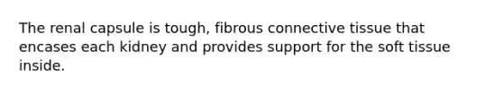 The renal capsule is tough, fibrous connective tissue that encases each kidney and provides support for the soft tissue inside.