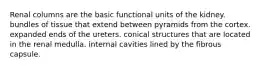 Renal columns are the basic functional units of the kidney. bundles of tissue that extend between pyramids from the cortex. expanded ends of the ureters. conical structures that are located in the renal medulla. internal cavities lined by the fibrous capsule.