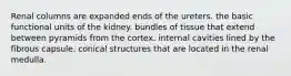 Renal columns are expanded ends of the ureters. the basic functional units of the kidney. bundles of tissue that extend between pyramids from the cortex. internal cavities lined by the fibrous capsule. conical structures that are located in the renal medulla.