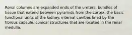 Renal columns are expanded ends of the ureters. bundles of tissue that extend between pyramids from the cortex. the basic functional units of the kidney. internal cavities lined by the fibrous capsule. conical structures that are located in the renal medulla.