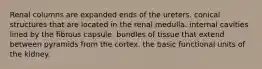 Renal columns are expanded ends of the ureters. conical structures that are located in the renal medulla. internal cavities lined by the fibrous capsule. bundles of tissue that extend between pyramids from the cortex. the basic functional units of the kidney.