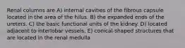 Renal columns are A) internal cavities of the fibrous capsule located in the area of the hilus. B) the expanded ends of the ureters. C) the basic functional units of the kidney. D) located adjacent to interlobar vessels. E) conical-shaped structures that are located in the renal medulla