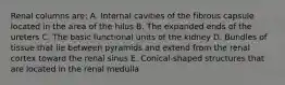 Renal columns are: A. Internal cavities of the fibrous capsule located in the area of the hilus B. The expanded ends of the ureters C. The basic functional units of the kidney D. Bundles of tissue that lie between pyramids and extend from the renal cortex toward the renal sinus E. Conical-shaped structures that are located in the renal medulla