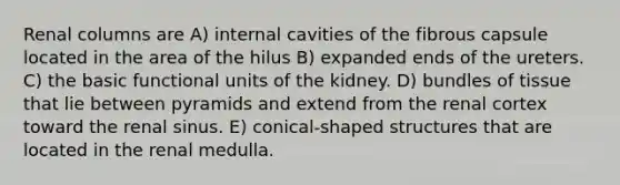 Renal columns are A) internal cavities of the fibrous capsule located in the area of the hilus B) expanded ends of the ureters. C) the basic functional units of the kidney. D) bundles of tissue that lie between pyramids and extend from the renal cortex toward the renal sinus. E) conical-shaped structures that are located in the renal medulla.