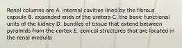 Renal columns are A. internal cavities lined by the fibrous capsule B. expanded ends of the ureters C. the basic functional units of the kidney D. bundles of tissue that extend between pyramids from the cortex E. conical structures that are located in the renal medulla