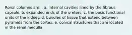 Renal columns are... a. internal cavities lined by the fibrous capsule. b. expanded ends of the ureters. c. the basic functional units of the kidney. d. bundles of tissue that extend between pyramids from the cortex. e. conical structures that are located in the renal medulla