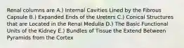 Renal columns are A.) Internal Cavities Lined by the Fibrous Capsule B.) Expanded Ends of the Ureters C.) Conical Structures that are Located in the Renal Medulla D.) The Basic Functional Units of the Kidney E.) Bundles of Tissue the Extend Between Pyramids from the Cortex