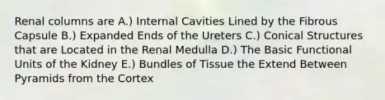 Renal columns are A.) Internal Cavities Lined by the Fibrous Capsule B.) Expanded Ends of the Ureters C.) Conical Structures that are Located in the Renal Medulla D.) The Basic Functional Units of the Kidney E.) Bundles of Tissue the Extend Between Pyramids from the Cortex