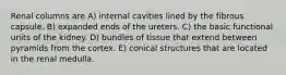 Renal columns are A) internal cavities lined by the fibrous capsule. B) expanded ends of the ureters. C) the basic functional units of the kidney. D) bundles of tissue that extend between pyramids from the cortex. E) conical structures that are located in the renal medulla.