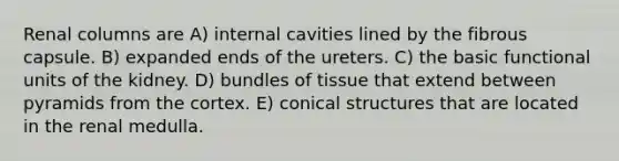 Renal columns are A) internal cavities lined by the fibrous capsule. B) expanded ends of the ureters. C) the basic functional units of the kidney. D) bundles of tissue that extend between pyramids from the cortex. E) conical structures that are located in the renal medulla.