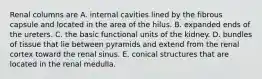 Renal columns are A. internal cavities lined by the fibrous capsule and located in the area of the hilus. B. expanded ends of the ureters. C. the basic functional units of the kidney. D. bundles of tissue that lie between pyramids and extend from the renal cortex toward the renal sinus. E. conical structures that are located in the renal medulla.