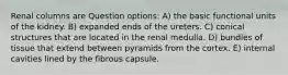 Renal columns are Question options: A) the basic functional units of the kidney. B) expanded ends of the ureters. C) conical structures that are located in the renal medulla. D) bundles of tissue that extend between pyramids from the cortex. E) internal cavities lined by the fibrous capsule.