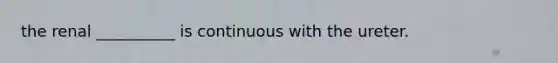the renal __________ is continuous with the ureter.