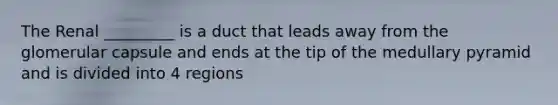 The Renal _________ is a duct that leads away from the glomerular capsule and ends at the tip of the medullary pyramid and is divided into 4 regions