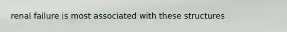 renal failure is most associated with these structures