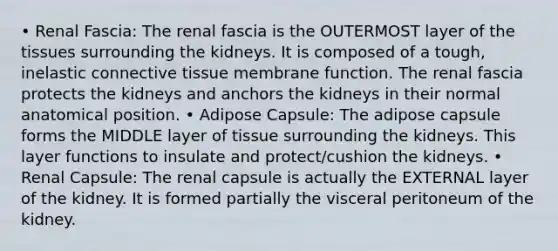 • Renal Fascia: The renal fascia is the OUTERMOST layer of the tissues surrounding the kidneys. It is composed of a tough, inelastic connective tissue membrane function. The renal fascia protects the kidneys and anchors the kidneys in their normal anatomical position. • Adipose Capsule: The adipose capsule forms the MIDDLE layer of tissue surrounding the kidneys. This layer functions to insulate and protect/cushion the kidneys. • Renal Capsule: The renal capsule is actually the EXTERNAL layer of the kidney. It is formed partially the visceral peritoneum of the kidney.