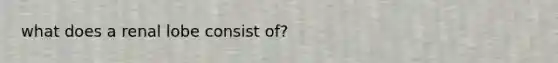 what does a renal lobe consist of?