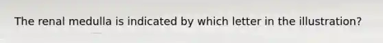 The renal medulla is indicated by which letter in the illustration?