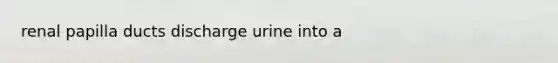 renal papilla ducts discharge urine into a