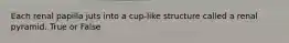Each renal papilla juts into a cup-like structure called a renal pyramid. True or False